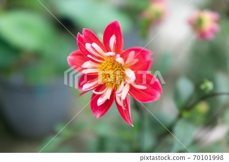 Red dahlia colalet bloom Red dahlia colalet bloom 70101998