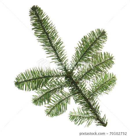 Christmas pine tree branch isolated on white background 70102732