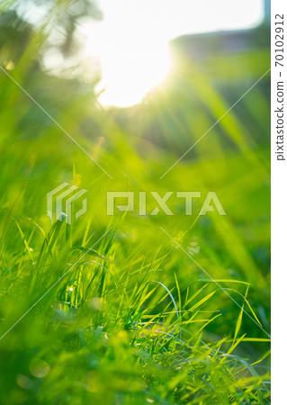 green grass under blue sky green grass under blue sky 70102912