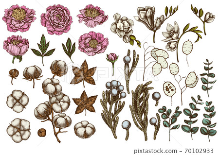 Vector set of hand drawn colored ficus, eucalyptus, peony, cotton, freesia, brunia Vector set of hand drawn colored ficus, eucalyptus, peony, cotton, freesia, brunia 70102933