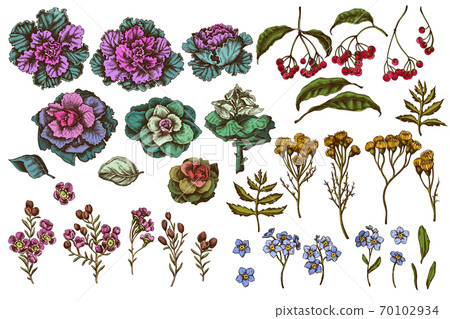 Vector set of hand drawn colored wax flower, forget me not flower, tansy, ardisia, brassica Vector set of hand drawn colored wax flower, forget me not flower, tansy, ardisia, brassica 70102934