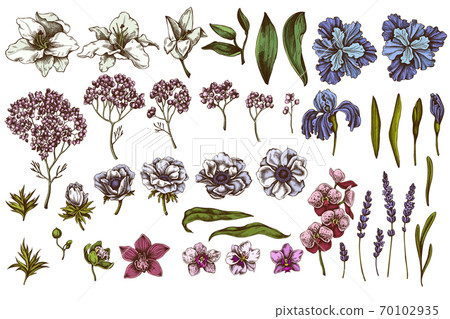 Vector set of hand drawn colored anemone, lavender, rosemary everlasting, phalaenopsis, lily, iris Vector set of hand drawn colored anemone, lavender, rosemary everlasting, phalaenopsis, lily, iris 70102935