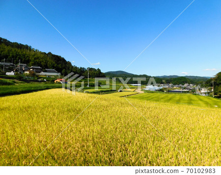 秋天的鄉村風光（9月攝於大阪府茨城市的Oaza Awao Iwasaka和Oaza Saho） 70102983
