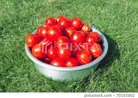 Delicious and healthy fresh aromatic vegetables from the garden, organic vegetarian raw materials. Lots of red, freshly picked tomatoes lie in an aluminum bowl in the grass. 70103802