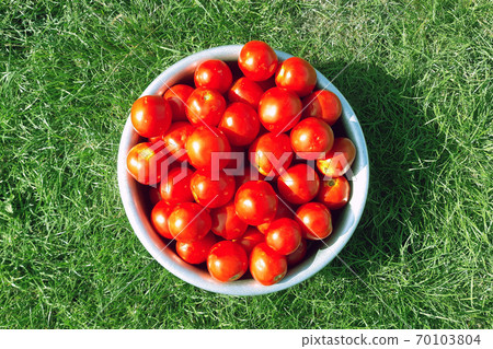 Delicious and healthy fresh aromatic vegetables from the garden, organic vegetarian raw materials. Lots of red, freshly picked tomatoes lie in an aluminum bowl in the grass. 70103804