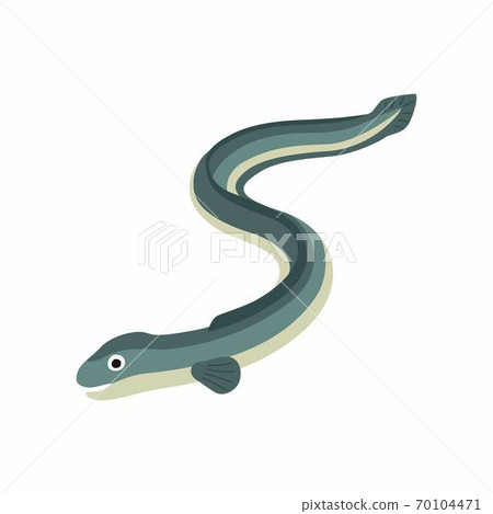 Eel fish. Vector illustration isolated on white background. Eel fish. Vector illustration isolated on white background. 70104471