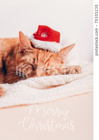 Merry Christmas with cute cat in santa hat 70105238
