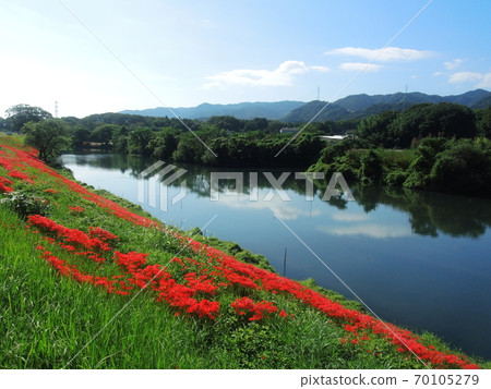 Red spider lily of Tsuya River and mountain of Yoro 70105279