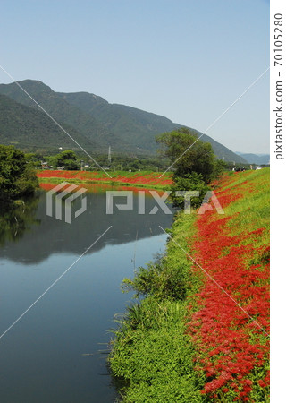 Tsuya River, cluster amaryllis and mountains 70105280