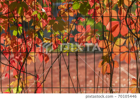 Autumn colorful creeper virginia, bright foliage, picturesque shades. Fall season, natural background 70105446