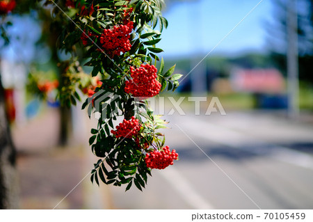 Rowan Rowan 70105459
