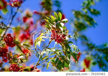 Rowan Rowan 70105461