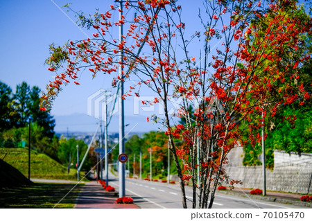 Rowan Rowan 70105470