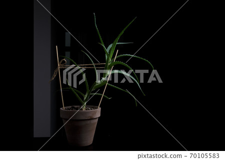 large flower of aloe arborescent on black background large flower of aloe arborescent on black background 70105583