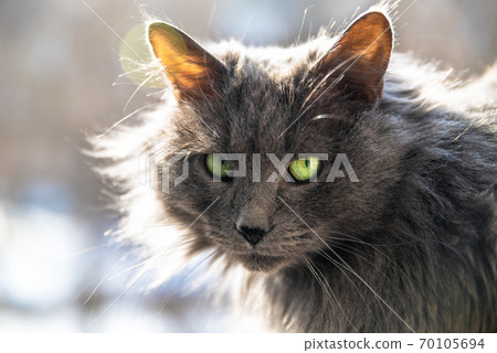 Portrait of a fluffy, gray, longhaired cat. Cat in a veterinary clinic for pets. Animal looks at the Portrait of a fluffy, gray, longhaired cat. Cat in a veterinary clinic for pets. Animal looks at the 70105694