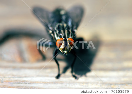 Blowfly, carrion fly, black fly sitting on a wooden surface closeup 70105979