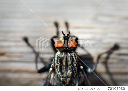 Blowfly, carrion fly, black fly sitting on a wooden surface closeup Blowfly, carrion fly, black fly sitting on a wooden surface closeup 70105980