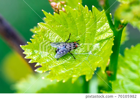 Blowfly, carrion fly, black fly sitting on a green grape leaf close up. Natural background 70105982