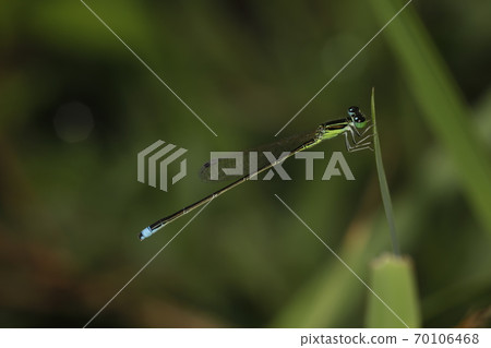 Asia Ittombo 70106468