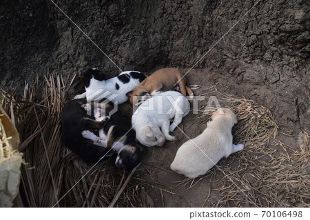 A herd of puppies sleeping under a large tree near Curzon Hall, a historic building in Dhaka, the capital of Bangladesh A herd of puppies sleeping under a large tree near Curzon Hall, a historic building in Dhaka, the capital of Bangladesh 70106498
