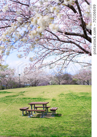 櫻花包圍的芝公園的長椅[4月] 70106699