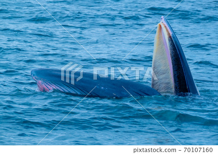 Blueda Whale is opening mouth and try to eat lot of small fish Blueda Whale is opening mouth and try to eat lot of small fish 70107160