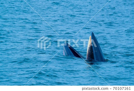Blueda Whale is opening mouth and try to eat lot of small fish Blueda Whale is opening mouth and try to eat lot of small fish 70107161