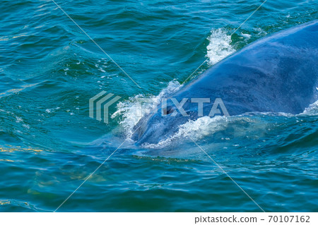 Apex or top of Blueda whale is swimming on surface of sea water Apex or top of Blueda whale is swimming on surface of sea water 70107162