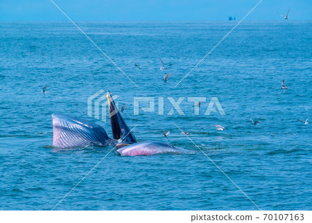 Blueda Whale is opening mouth and try to eat lot of small fish with its baby Blueda Whale is opening mouth and try to eat lot of small fish with its baby 70107163