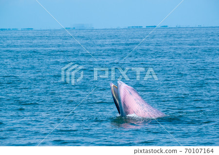 Blueda whale leap or ramp from sea water surface during eat small fish Blueda whale leap or ramp from sea water surface during eat small fish 70107164
