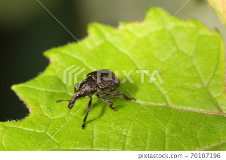 Creatures Insects Grape Hamaki It seems that you like Vitis ficifolia and Vitis ficifolia, but on the leaves of No grapes 70107196