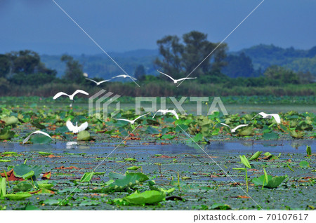 宮城縣泉沼海斯和白鷺群 70107617