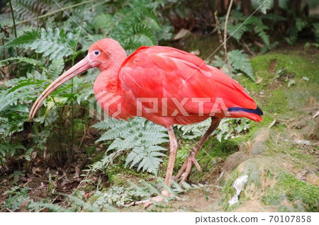 Scarlet ibis in the forest 70107858