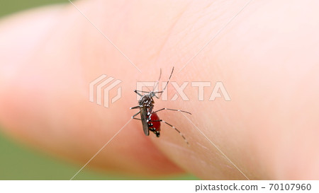 A mosquito that perches on a finger and sucks blood A mosquito that perches on a finger and sucks blood 70107960
