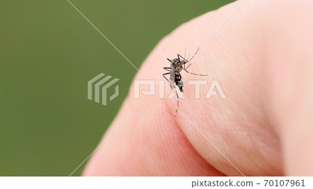棲息在手指上吸血的蚊子 70107961