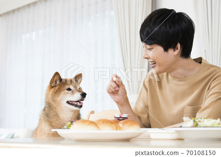 Shiba Inu wants bread Shiba Inu wants bread 70108150