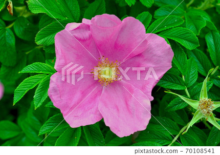 Hamanasu flower in Sarobetsu Primeval Flower Garden, Hokkaido 70108541