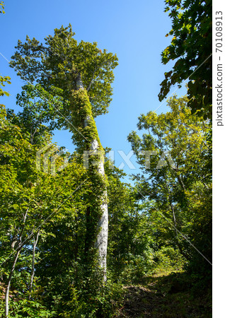 Beech towering over the prince worship road of Koma, Mt. Chokai, Akita Prefecture Beech towering over the prince worship road of Koma, Mt. Chokai, Akita Prefecture 70108913