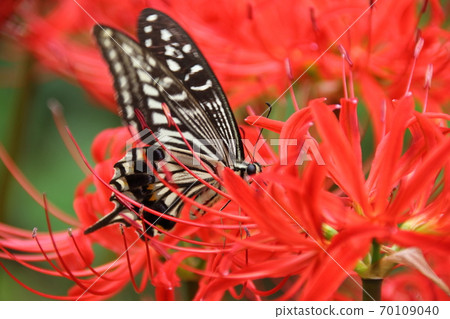 Image of autumn (cluster amaryllis and swallowtail butterfly) 70109040
