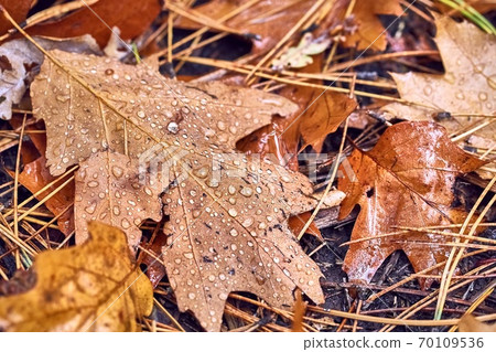 Autumn leaf on ground with raindrops Autumn leaf on ground with raindrops 70109536