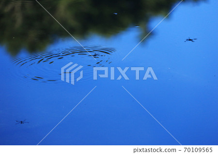 Northern Yatsugatake in early autumn, mysterious twin pond, female pond water strider Northern Yatsugatake in early autumn, mysterious twin pond, female pond water strider 70109565