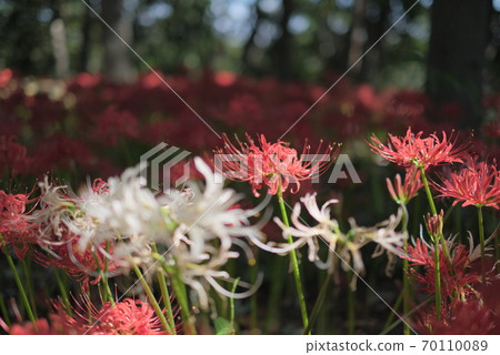 日本的秋天Higanbana Manju Saka花植物Higan紅色美麗的秋天的一天9月夏美涼 70110089