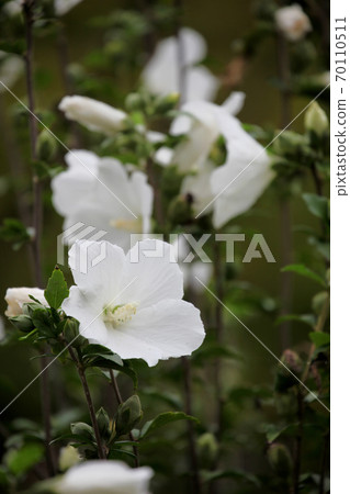 Mukugawa no Hana Mukugawa no Hana 70110511