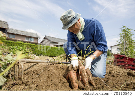 收穫紅薯，日本男人 70110840