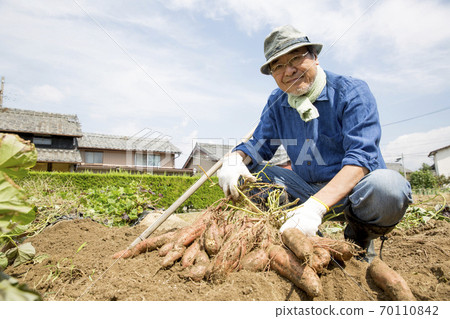 Sweet potato harvest, Japanese man Sweet potato harvest, Japanese man 70110842