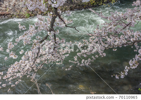 琵琶湖疏水櫻花盛開 琵琶湖疏水櫻花盛開 70110965