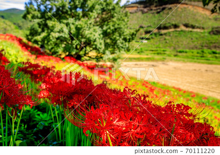 Cluster amaryllis on the footpath 70111220