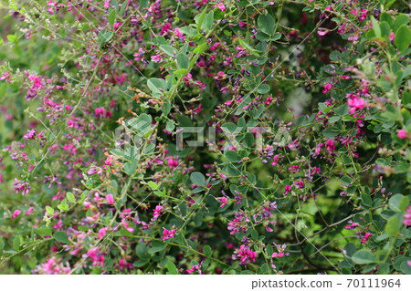 小Ha花 小Ha花 70111964