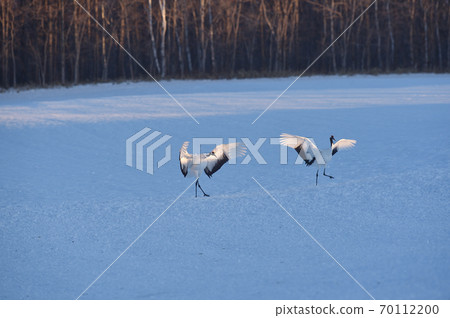 A flock of Japanese cranes flying to the sanctuary (Tsurui, Hokkaido) 70112200