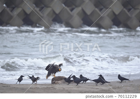 Steller's sea eagle and crows (Hokkaido) Steller's sea eagle and crows (Hokkaido) 70112229